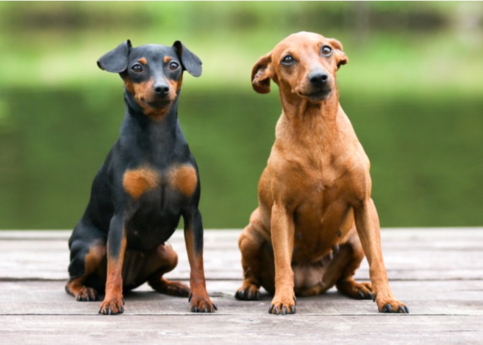 Характеристика собаки:черты, типы, особенности породы, владельцы