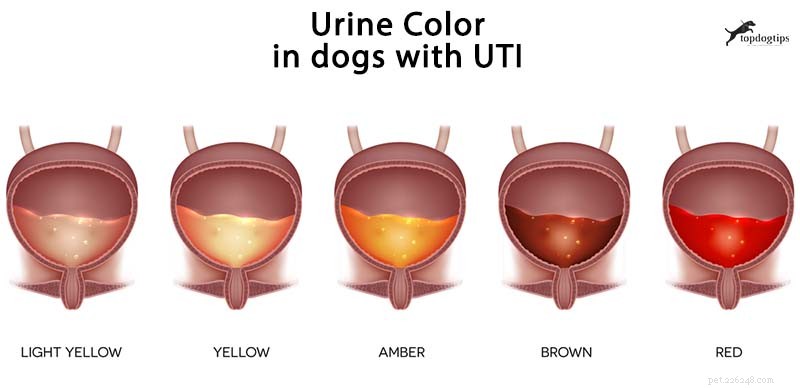 Infection des voies urinaires chez le chien :prévention et traitements