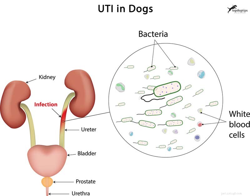 Infecção do trato urinário em cães:prevenção e tratamentos