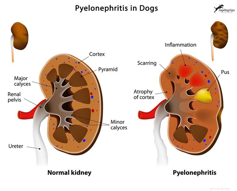 Infekce močových cest u psů:prevence a léčba