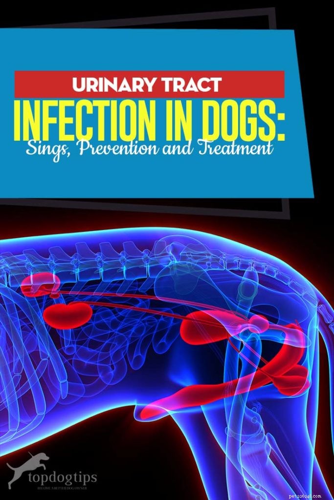 Infezione delle vie urinarie nei cani:prevenzione e trattamenti