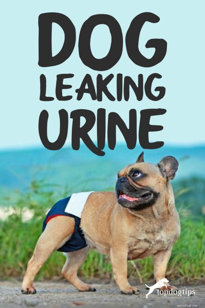 Urina de cachorro vazando:causas e tratamentos