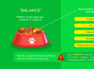 13가지 균형 잡힌 수제 개밥 요리법