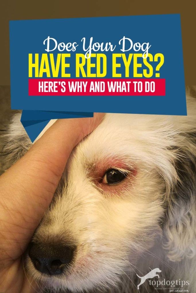 Rode ogen bij uw hond:hier is waarom en wat u moet doen