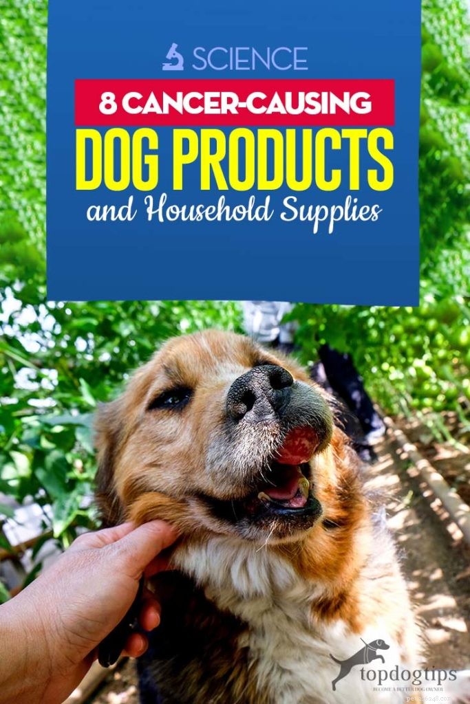 10 produits cancérigènes et articles ménagers pour chiens