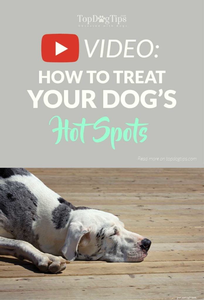 Come trattare i punti caldi su un cane 