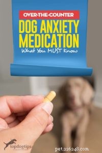 Tipy pro používání volně prodejných léků na úzkost psů