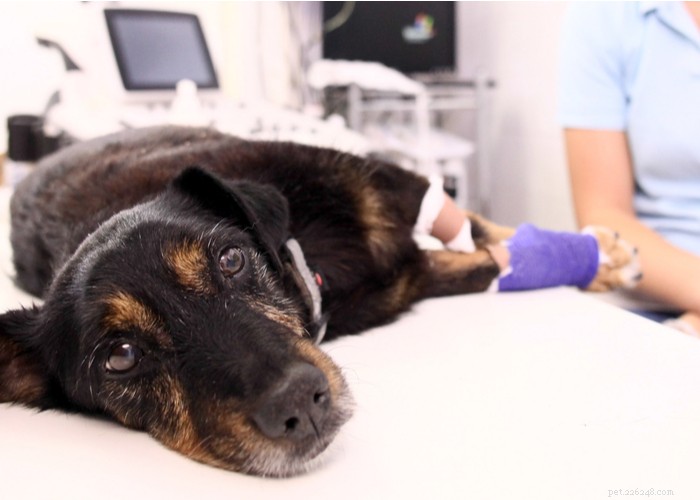 Hundrehabilitering – en detaljerad fysioterapiguide