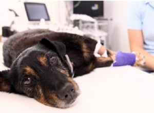 犬のリハビリテーション–詳細な理学療法ガイド 
