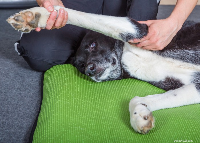 개 재활 – 상세한 물리 치료 가이드