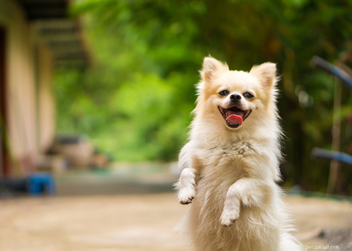 Riabilitazione del cane:una guida dettagliata alla fisioterapia
