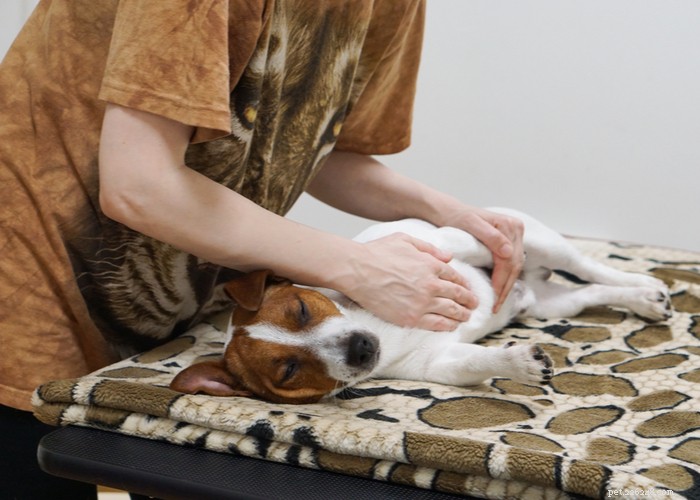 Rehabilitace psů – podrobný průvodce fyzioterapií