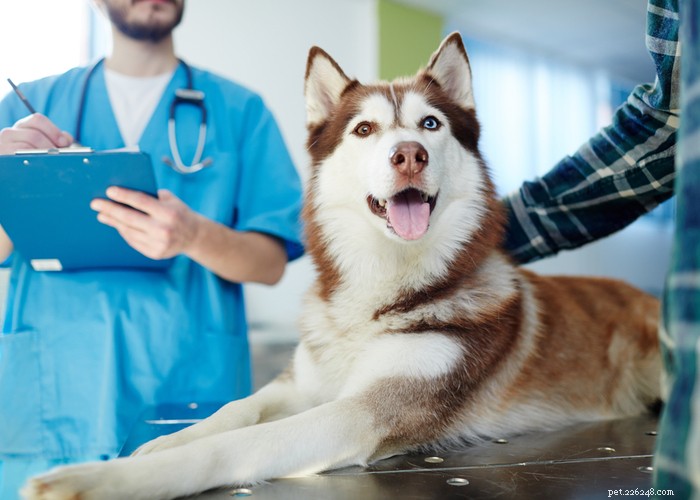 Hundrehabilitering – en detaljerad fysioterapiguide