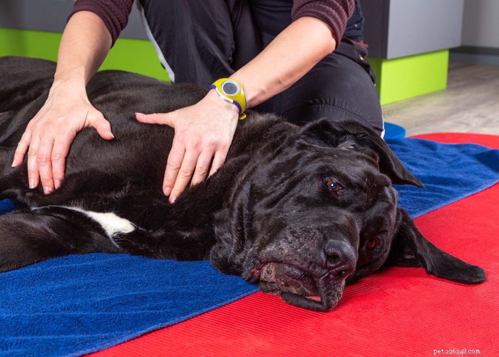 Réadaptation du chien - Un guide de physiothérapie détaillé