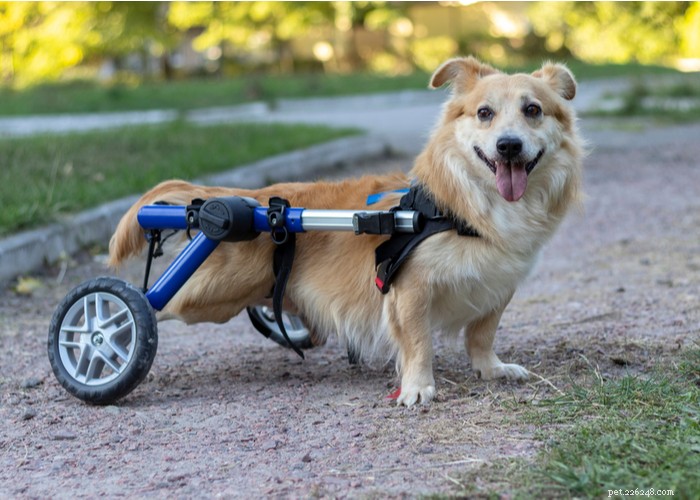 Reabilitação de cães – um guia detalhado de fisioterapia