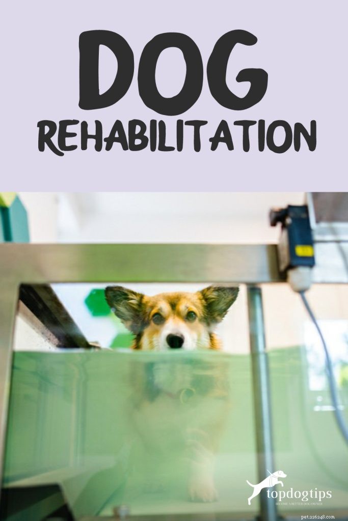Reabilitação de cães – um guia detalhado de fisioterapia