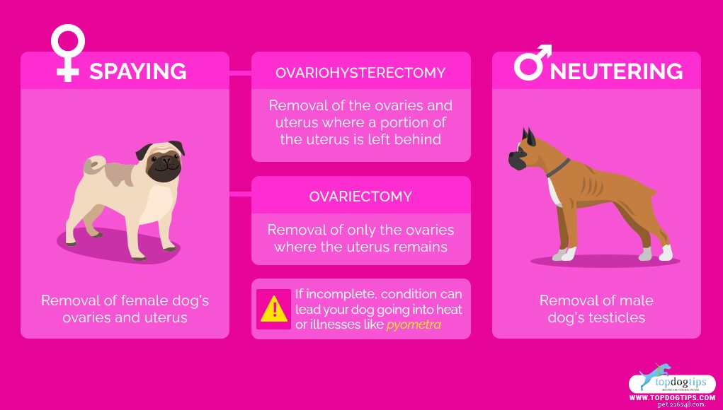 犬の避妊去勢手術と避妊去勢手術の14の利点 
