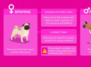 14 преимуществ удаления яичников и стерилизации собак