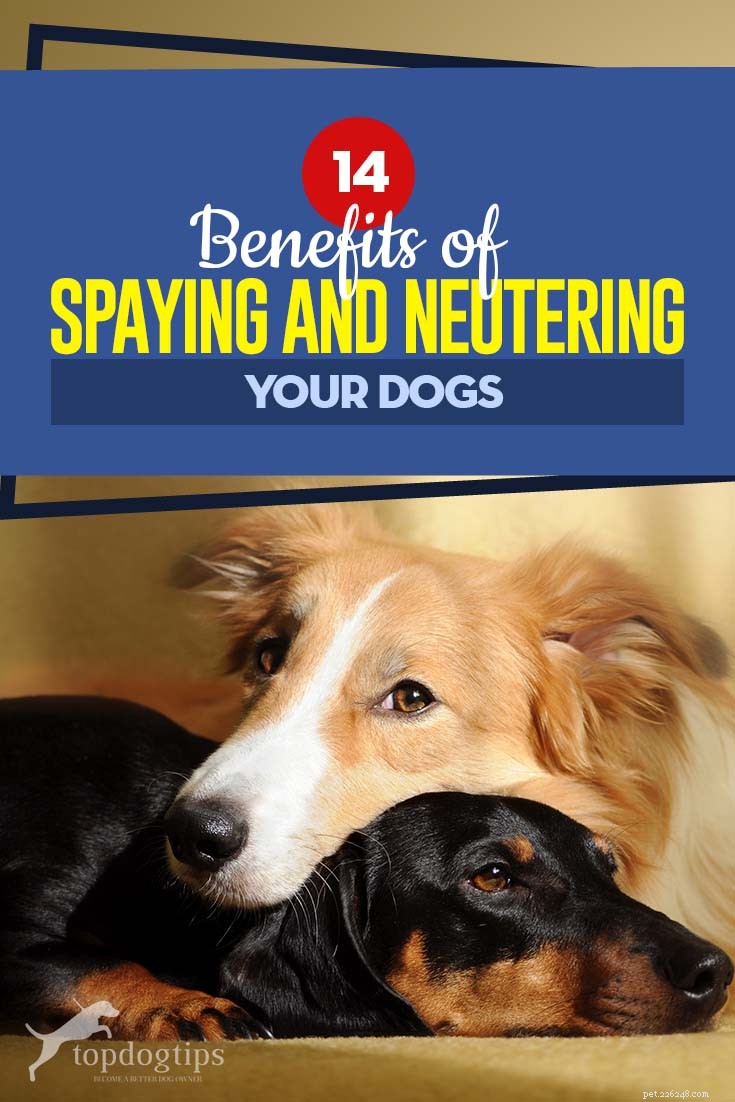 14 avantages de la stérilisation et de la stérilisation de vos chiens