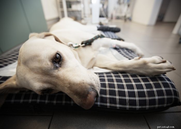 Městnavé srdeční selhání u psů:Co očekávat a dělat
