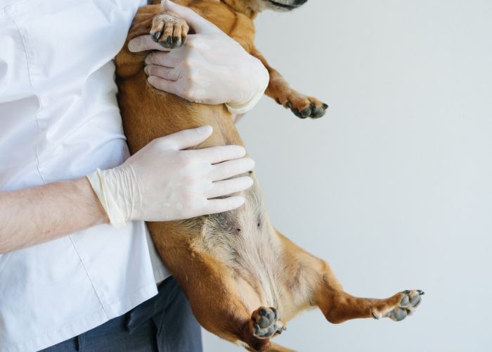 Insuffisance cardiaque congestive chez le chien :à quoi s attendre et à faire