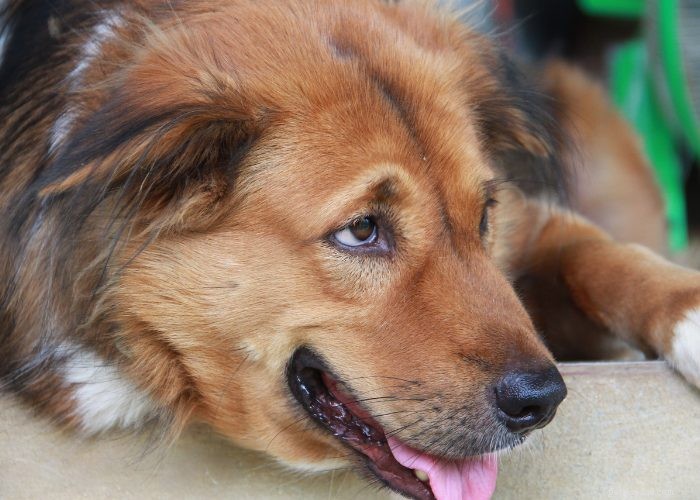 Kongestiv hjärtsvikt hos hundar:Vad du kan förvänta dig och göra