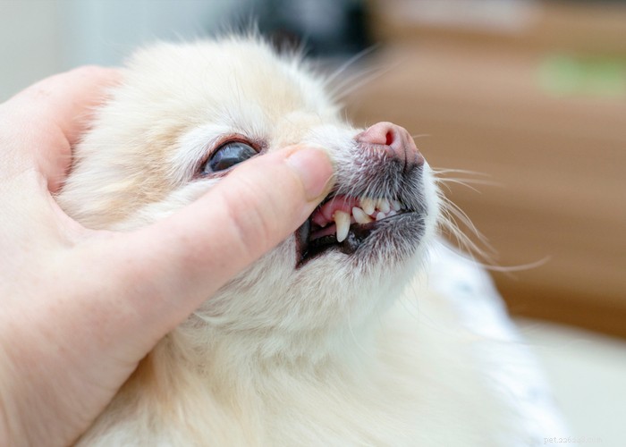 Como fazer um spray dental caseiro para cães – um guia de bricolage
