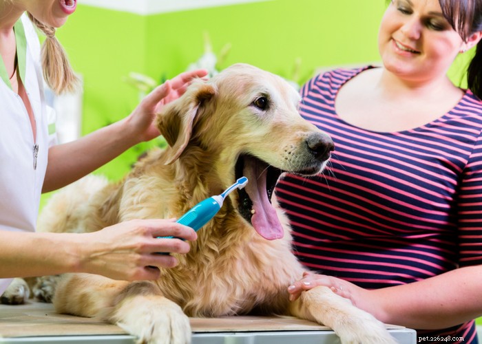 Como fazer um spray dental caseiro para cães – um guia de bricolage