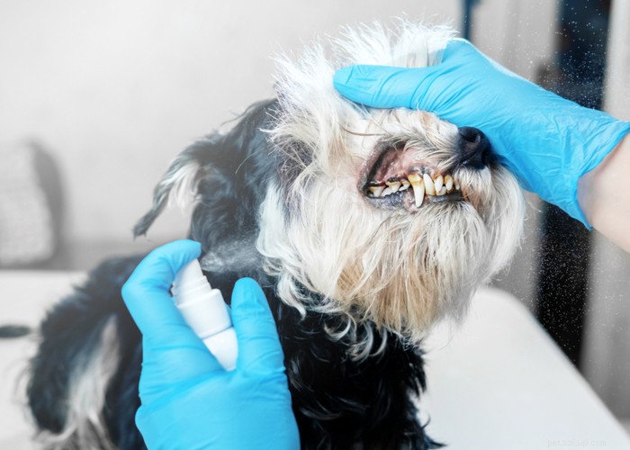 自家製の犬の歯科用スプレーの作り方–DIYガイド 