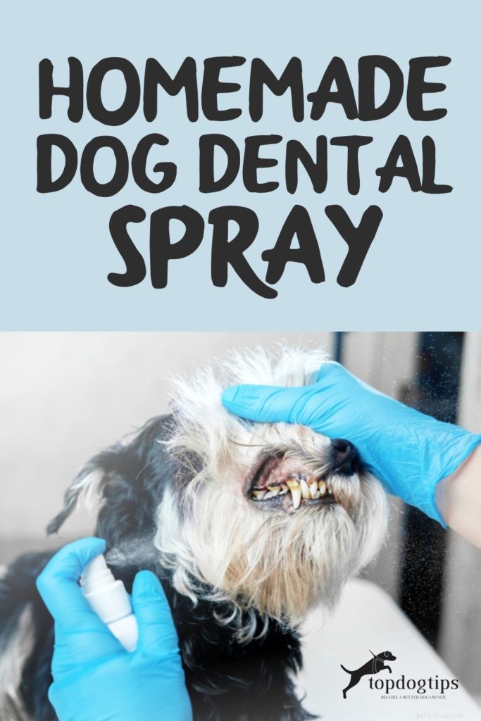 Hur man gör en hemmagjord hundtandspray – en gör-det-själv-guide