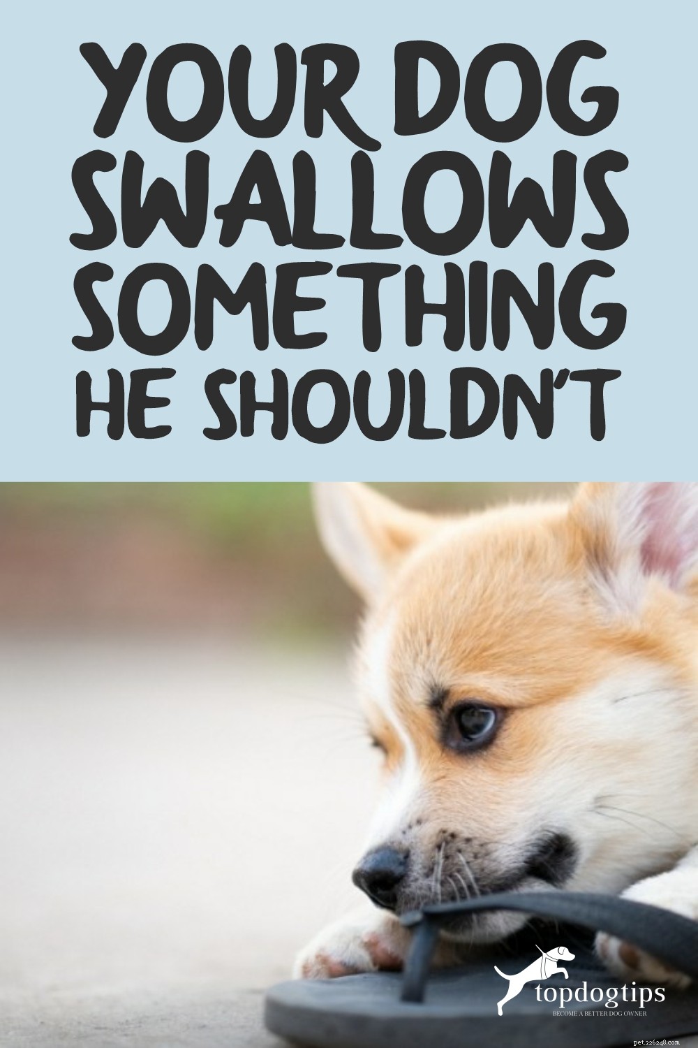 Que faire si votre chien avale quelque chose qu il ne devrait pas
