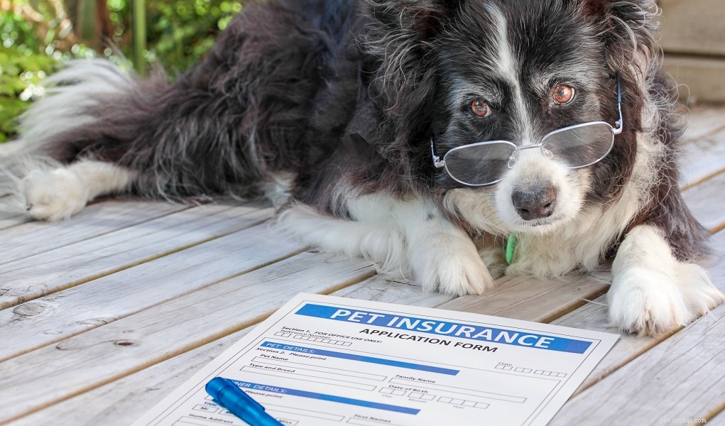 Behöver du en husdjursförsäkring?