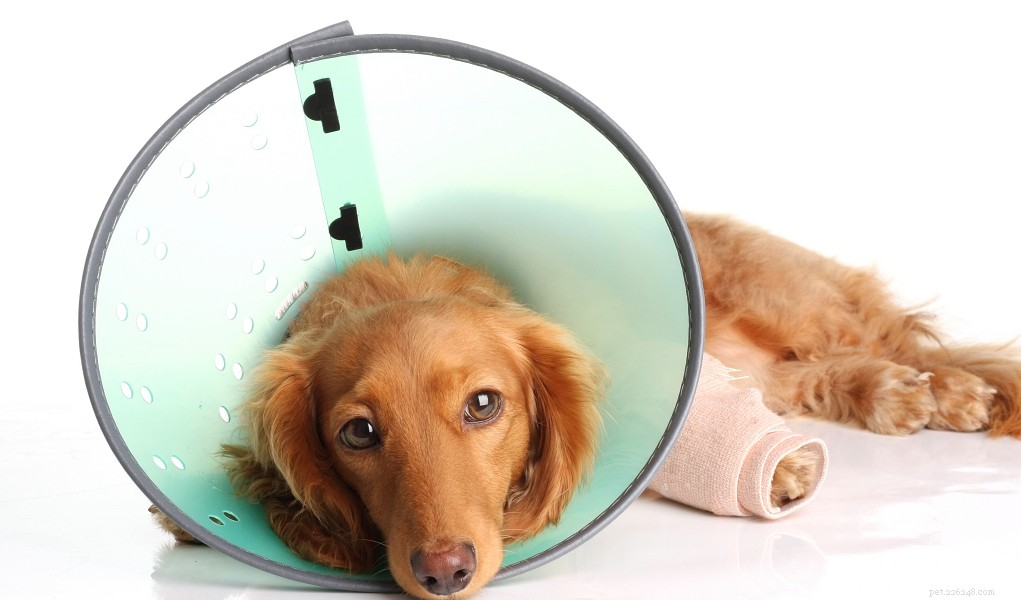 Behöver du en husdjursförsäkring?