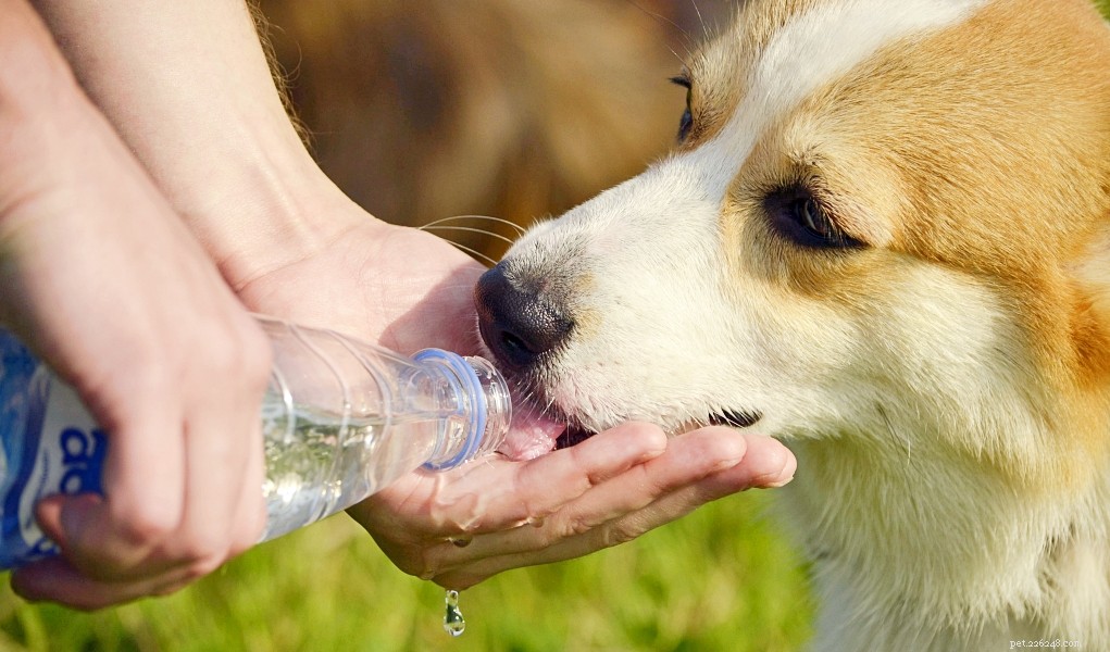 あなたの犬が脱水状態であるかどうかを見分ける方法は？ 