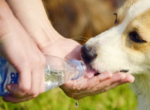 あなたの犬が脱水状態であるかどうかを見分ける方法は？ 