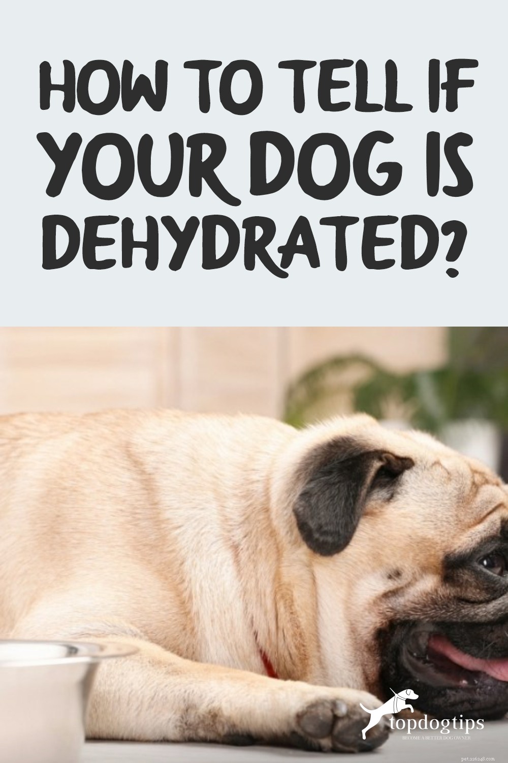 Hoe weet u of uw hond uitgedroogd is?