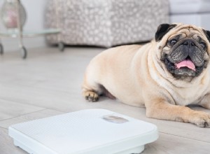 Hur vet man om din hund är fet?
