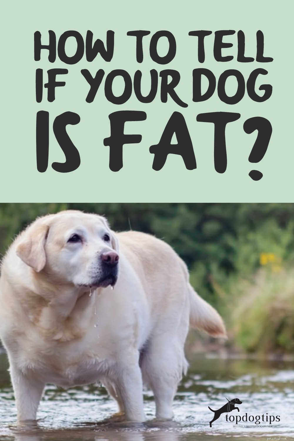 개가 뚱뚱한지 어떻게 알 수 있나요?
