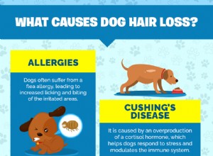 Håravfall av hund:5 skäl till varför det händer och vad man ska göra