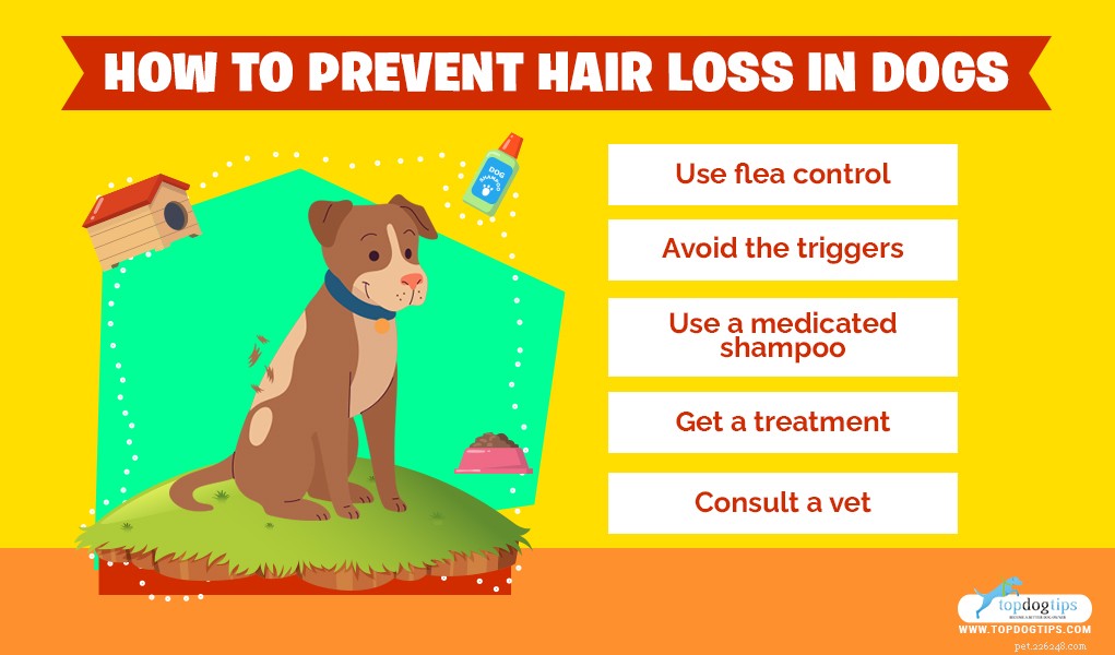 Perte de poils chez le chien :5 raisons pour lesquelles cela se produit et que faire