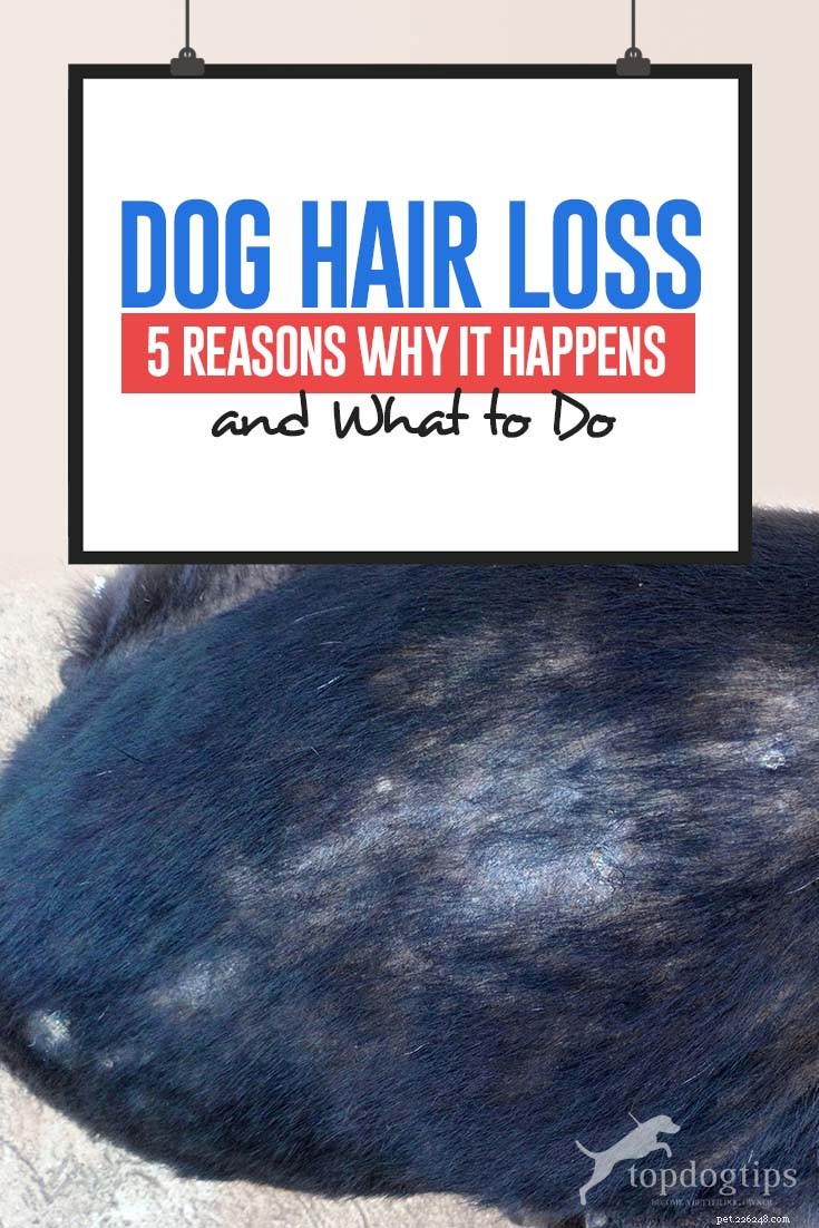 Perte de poils chez le chien :5 raisons pour lesquelles cela se produit et que faire