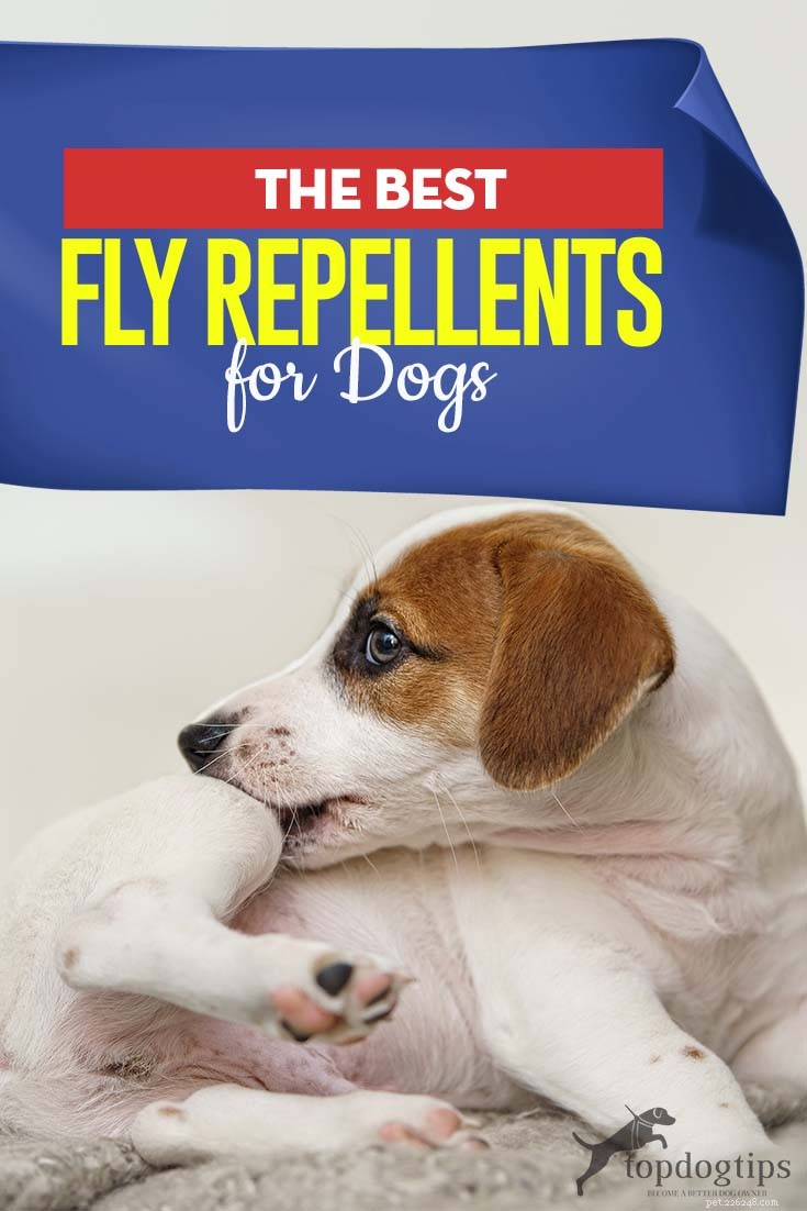 Os melhores repelentes de moscas para cães