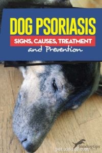 Hundpsoriasis:tecken, orsaker, behandling och förebyggande