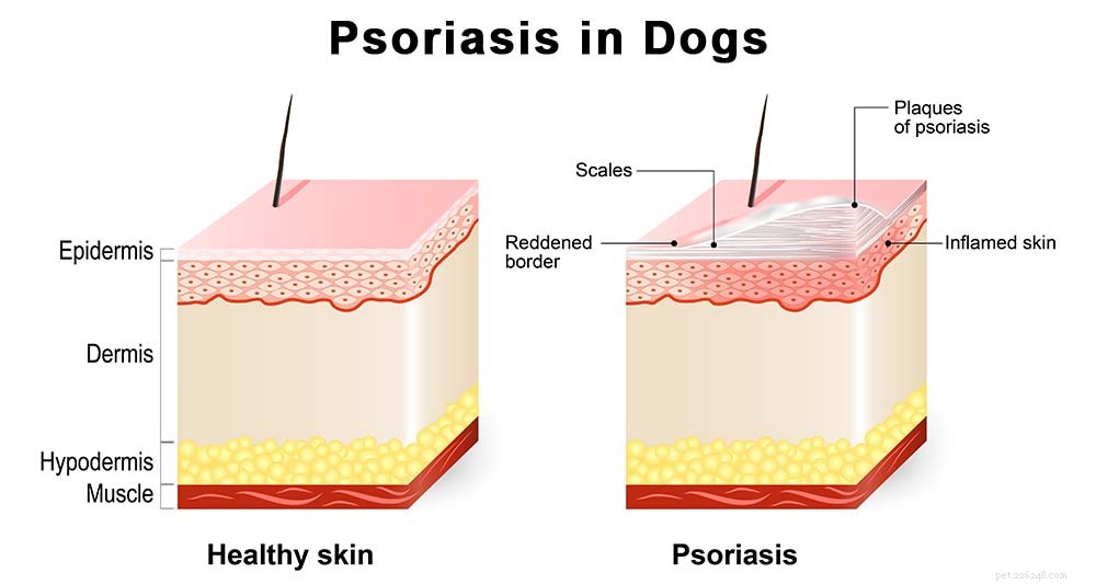 Psoriasis bij honden:tekenen, oorzaken, behandeling en preventie