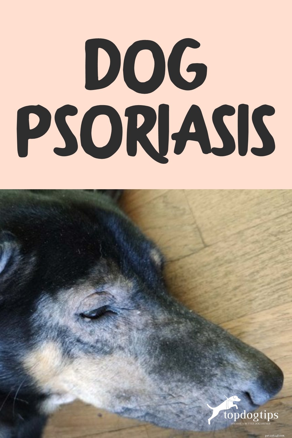 Psoriasis bij honden:tekenen, oorzaken, behandeling en preventie