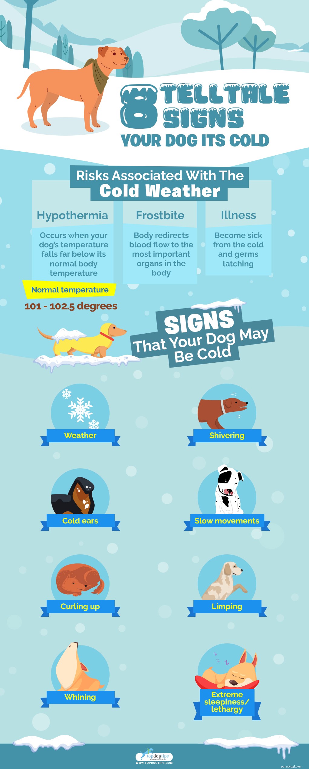 8 tekenen dat uw hond het koud heeft