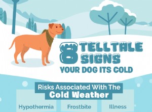 8 tecken på att din hund är kall