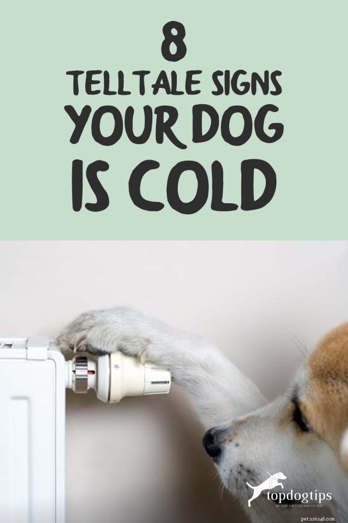 あなたの犬が寒い8つの明白な兆候 