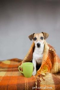 8 sinais indicadores de que seu cachorro está com frio