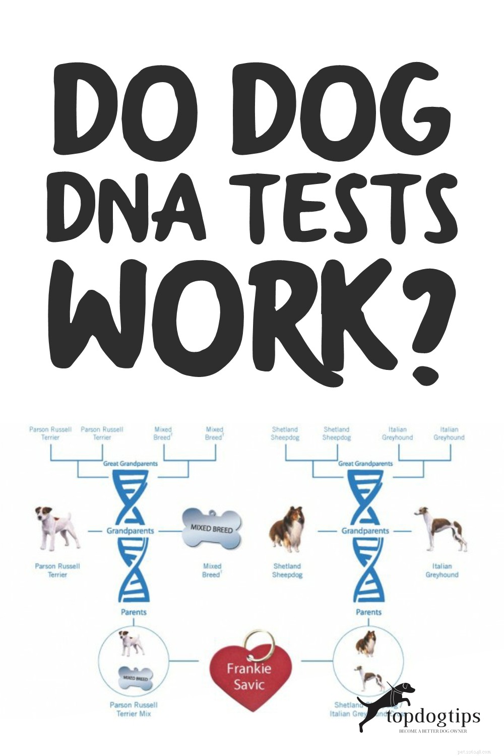 개 DNA 검사가 효과가 있습니까? 얼마나 정확합니까?